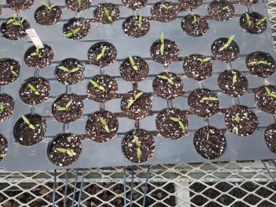 SEEDLING